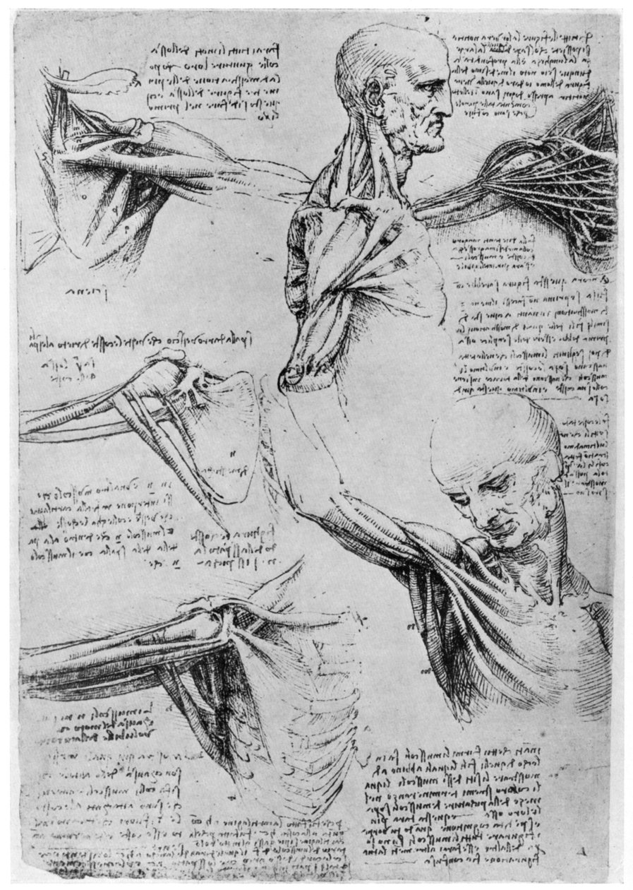 肩関節の研究、1510-1511 1954 作： レオナルド・ダ・ヴィンチ