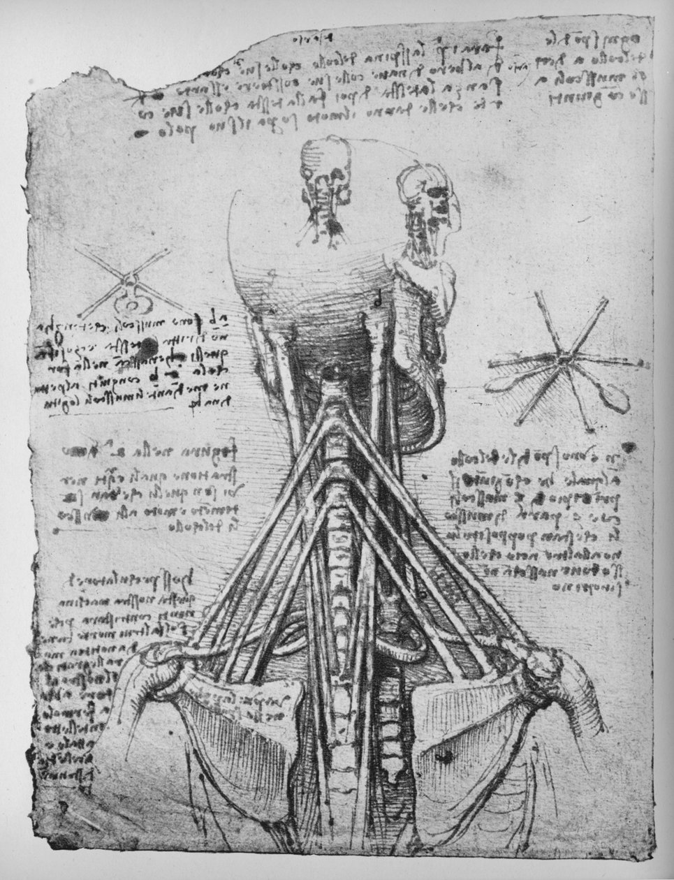 首の腱を示すスケルトンの背面図の研究、c1480 1945 作： レオナルド・ダ・ヴィンチ