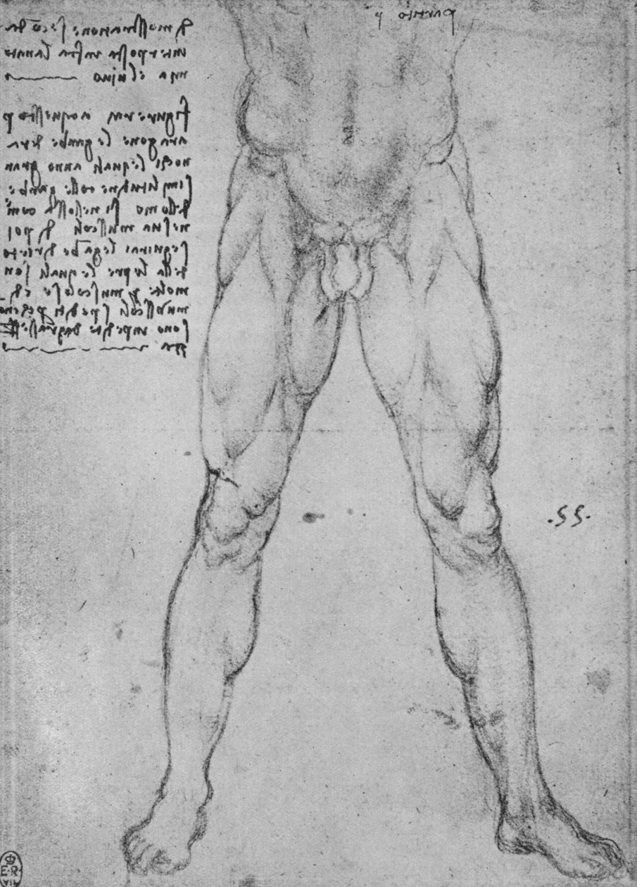 正面を向いたヌード男の下半身の研究、c1480 1945 作： レオナルド・ダ・ヴィンチ