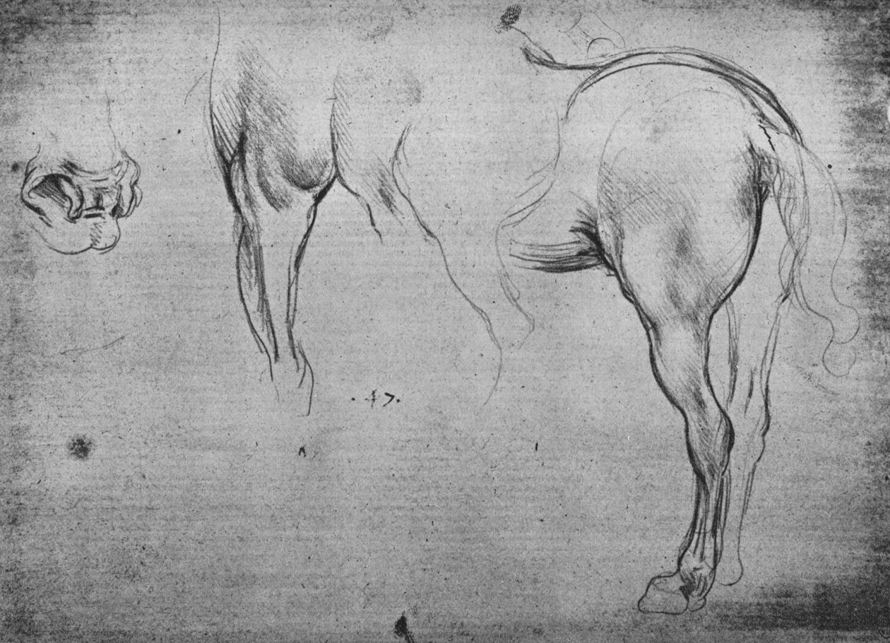 馬の後ろ四分の一とその鼻孔の3つのスケッチ、c1480 1945 作： レオナルド・ダ・ヴィンチ