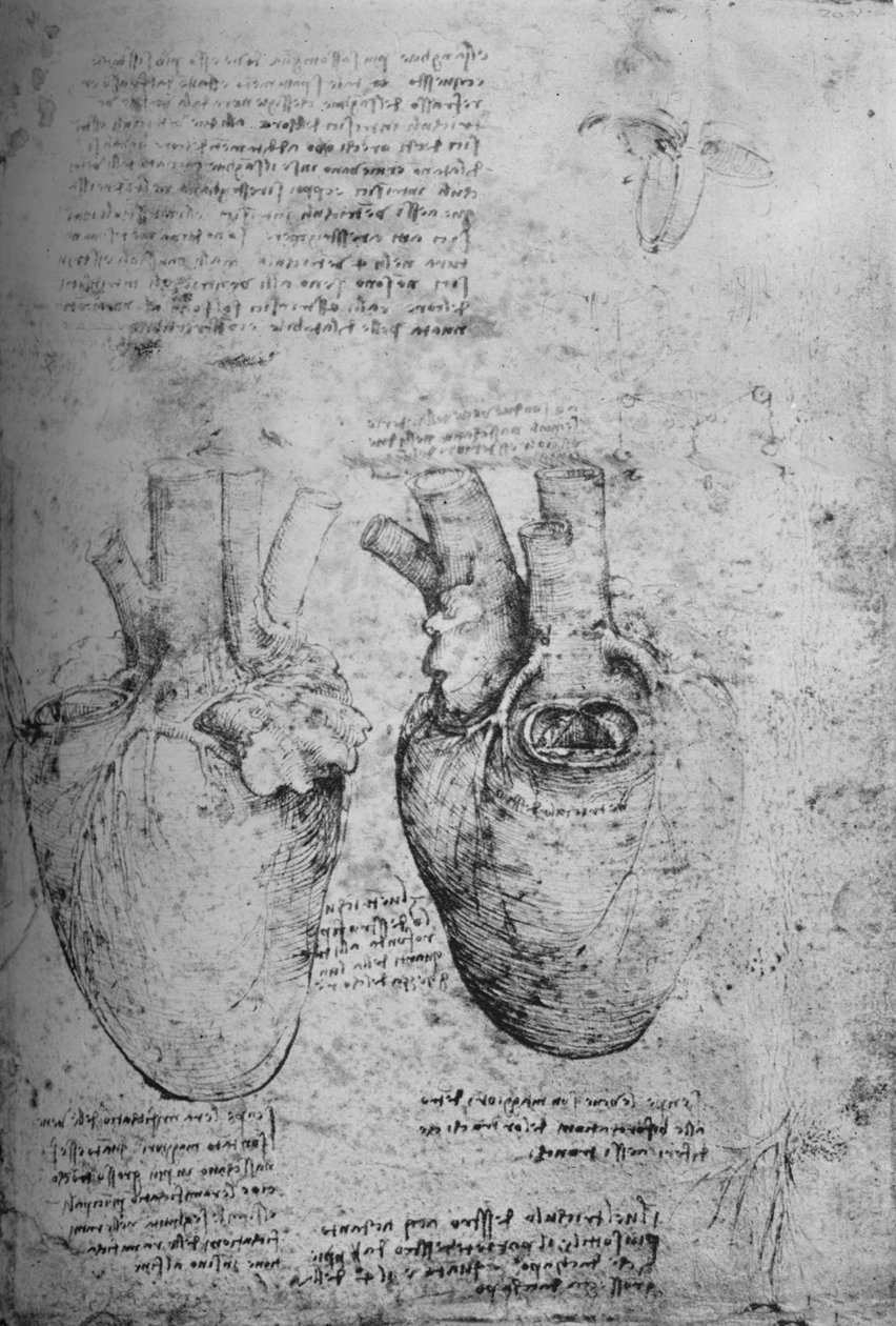 心の二つの絵、c1480 1945 作： レオナルド・ダ・ヴィンチ