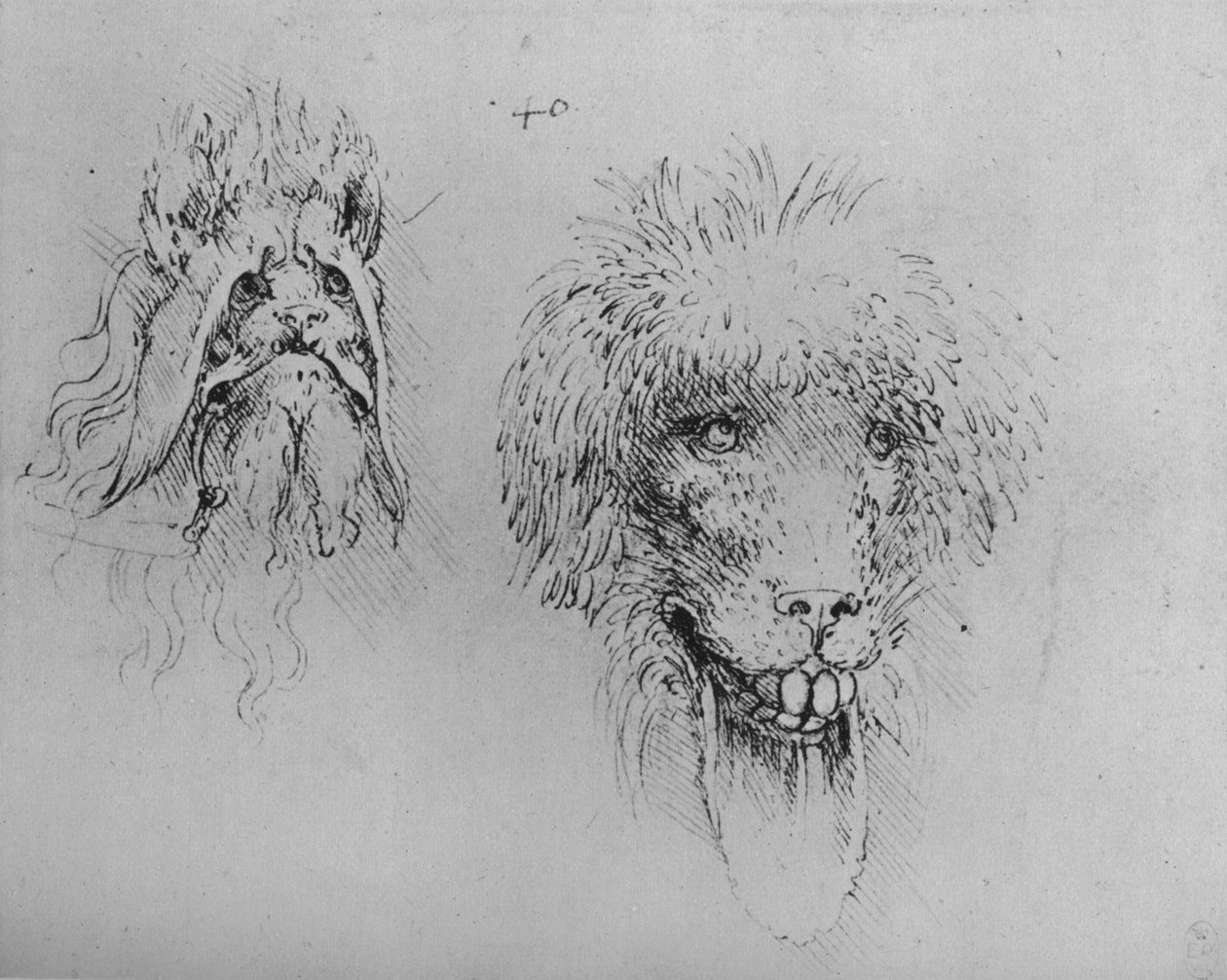 モンスターの2つの頭、c1480 1945 作： レオナルド・ダ・ヴィンチ