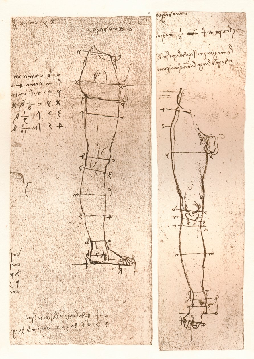 人物の比率の理論を説明する2つの図、c1472-c1519 1883 作： レオナルド・ダ・ヴィンチ