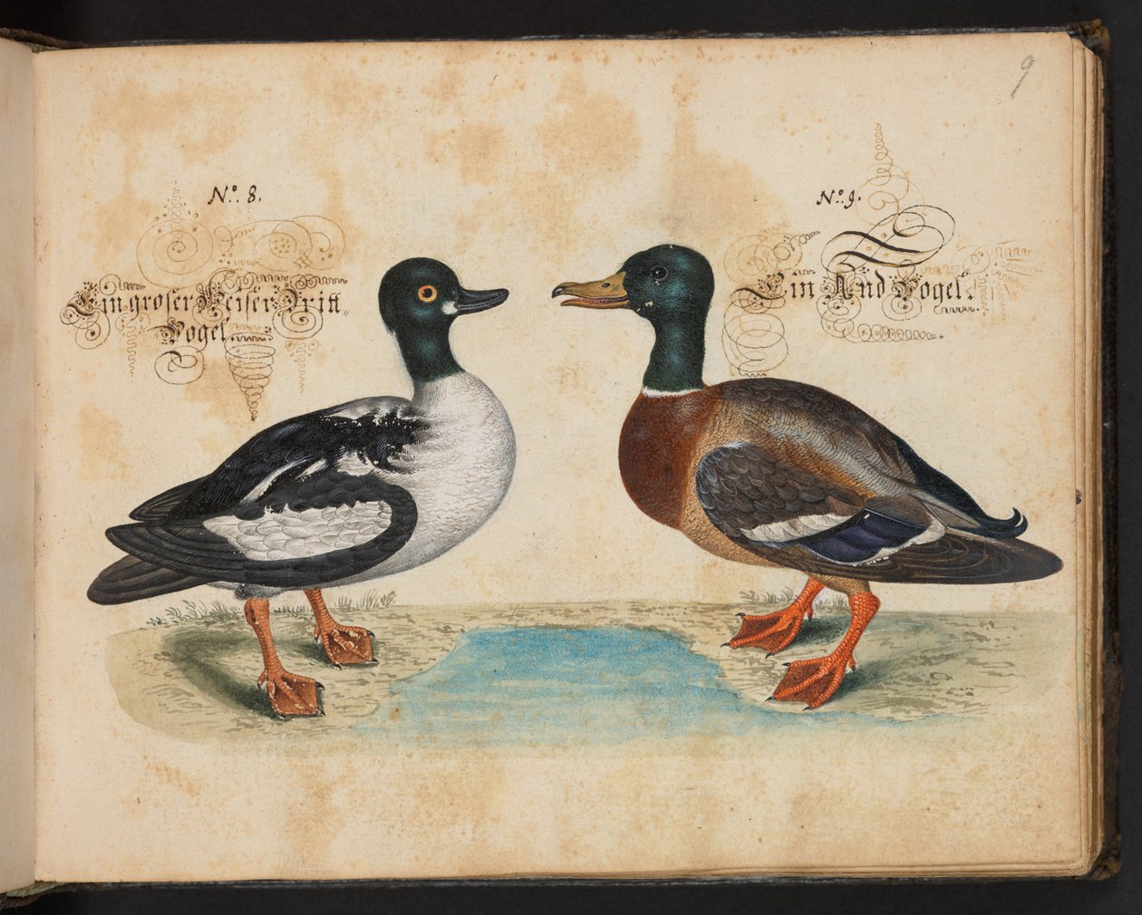 「水鳥、魚類、四つ足の獣、昆虫、ミミズの正確な自然描写と線引きで、ストラスバーグ [ストラスブール] の水域で発見され、私自身が撮影して処理しました。レナード・ボールドナー、ストラスバーグの漁師と市民 "、c 作： レナードボールドナー