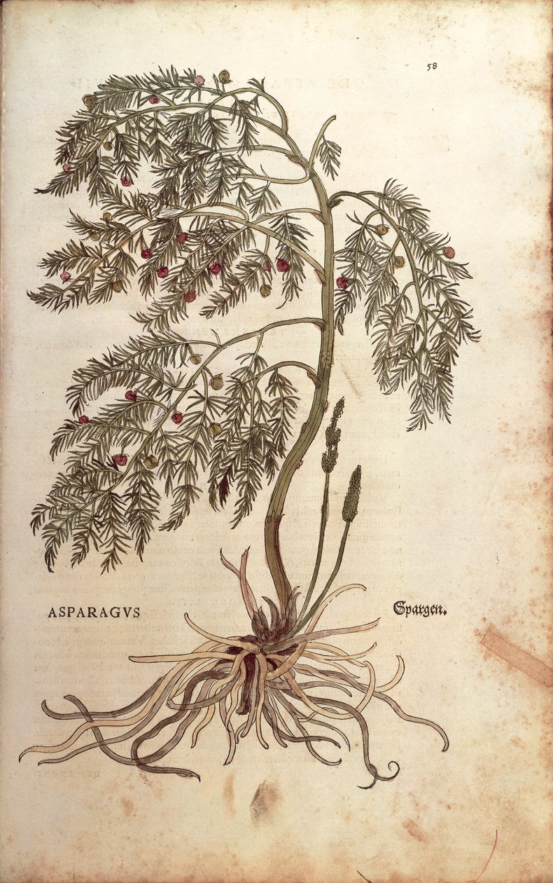 アスパラガス（Asparagus officinalis）Leonhart Fuchs著 「De historia stirpium commentarii insignes（植物の歴史に関する注目すべき解説書）」より カラーの彫刻版 作： レオンハルト・フックス