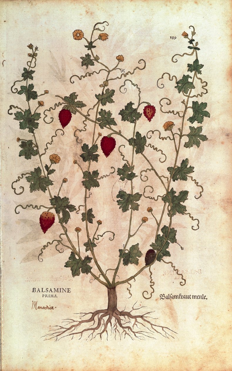 バルサムアップル（Momordica balsamina）、Leonhart Fuchs著、「De historia stirpium commentarii insignes（植物の歴史に関する注目すべき解説）」より、カラーのエングレーヴィング。 作： レオンハルト・フックス