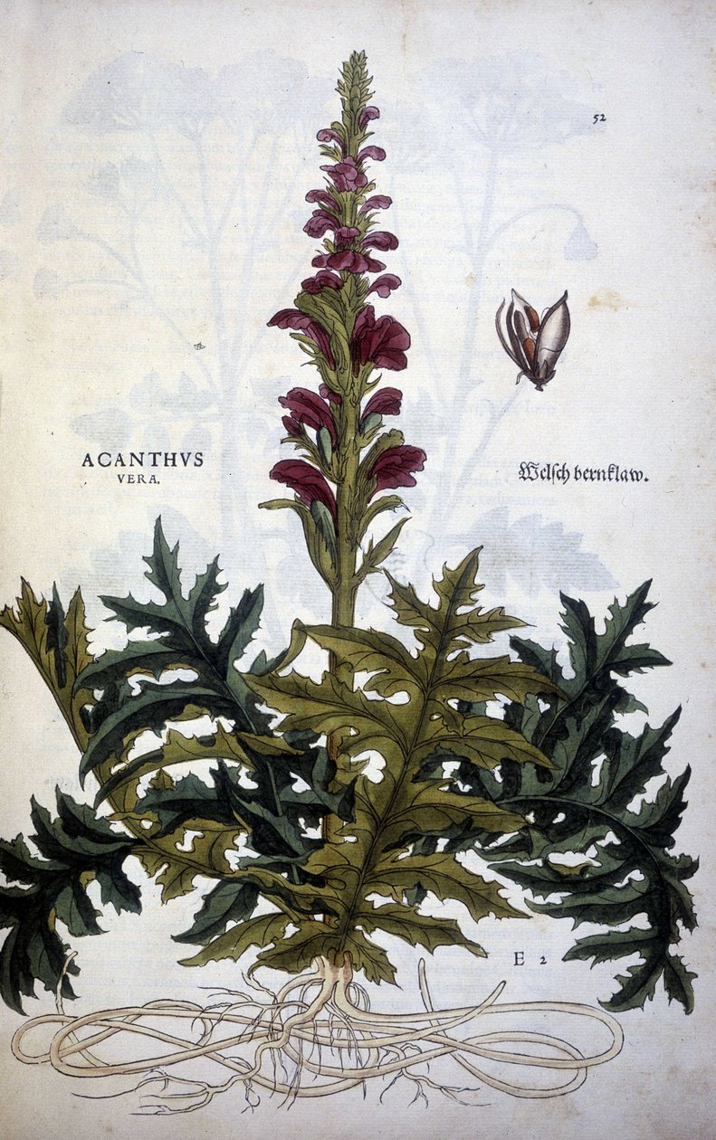ボタニカルプレート。アカンサス（Acanthus） - Leonhart Fuchsの「De Historia Stirpium commentarii insignias」にて 作： レオンハルト・フックス