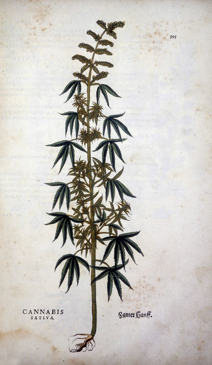 Cannabis Sativa (Hemp cultivtive) - Leonhart Fuchsの "De Historia Stirpium commentarii insignia "にて 作： レオンハルト・フックス