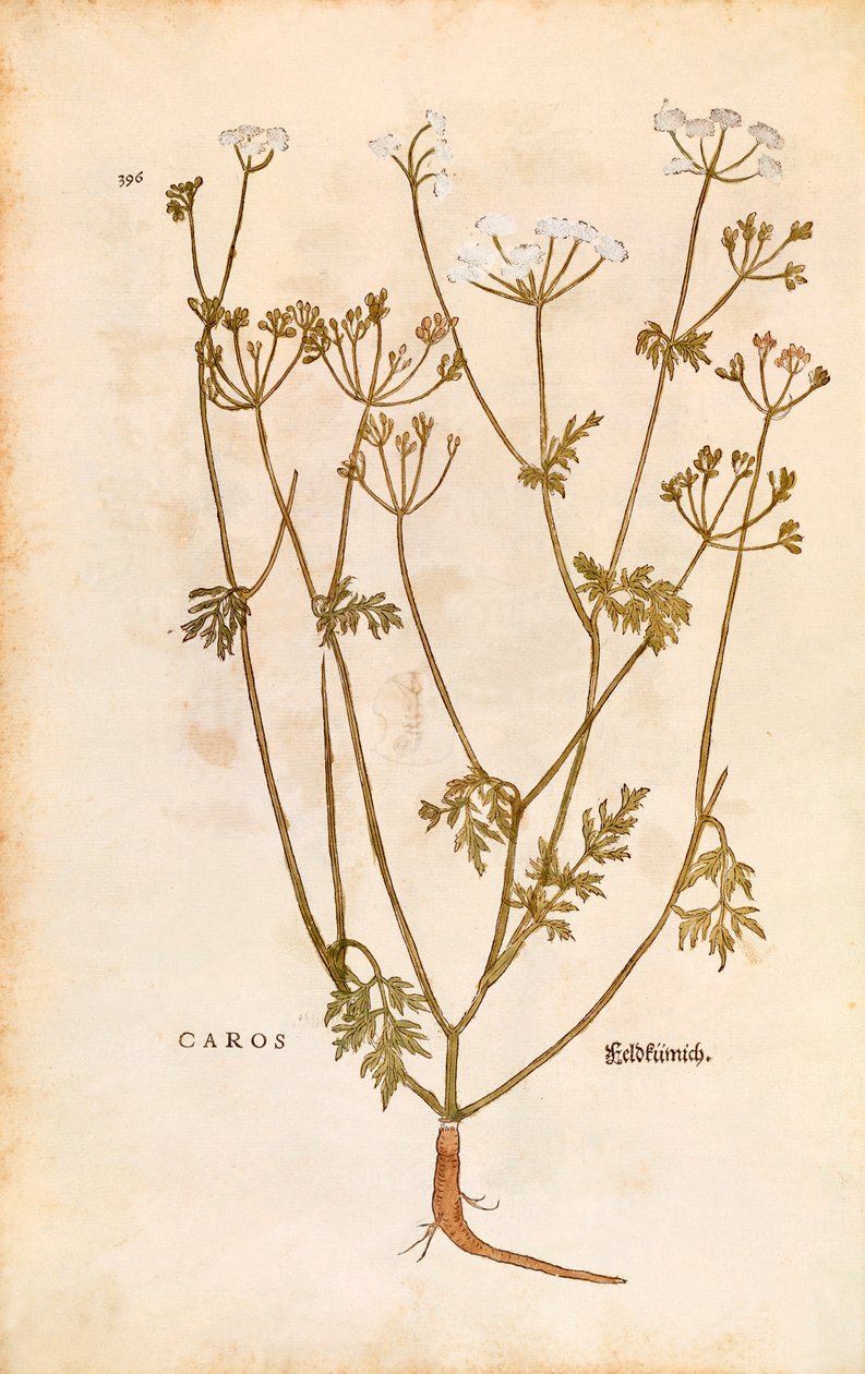 Caraway - Carum carvi (Caros) Leonhart Fuchs著 「De historia stirpium commentarii insignes (Notable Commentaries on the History of Plants)」より 色彩彫刻 作： レオンハルト・フックス