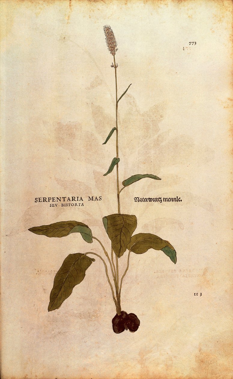 コモンビストート - Persicaria bistorta or Bistorta polygonum (Serpentaria mas seu bistorta) by Leonhart Fuchs from De historia stirpium commentarii insignes (Notable Commentaries on the History of Plants) カラーのエングレーヴィング。 作： レオンハルト・フックス