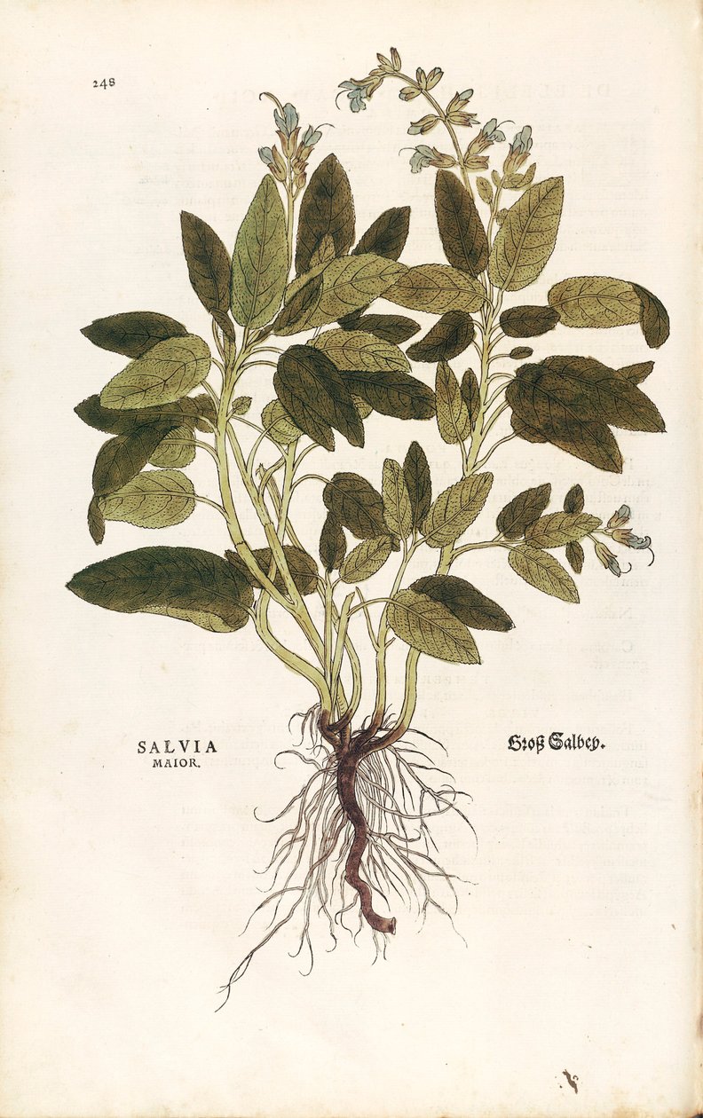 コモンセージ - Salvia officinalis (Salvia maior) by Leonhart Fuchs （「植物の歴史に関する注目すべき解説」より） カラー彫刻 作： レオンハルト・フックス