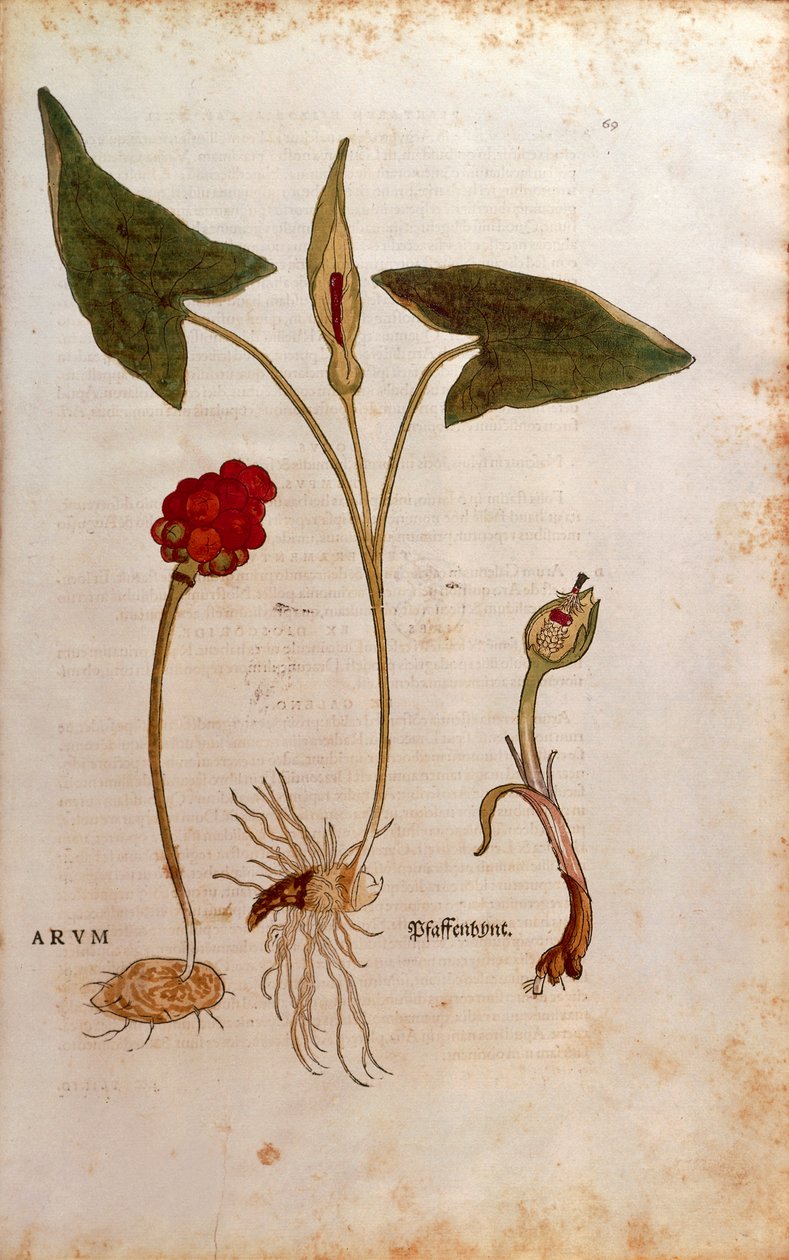De historia stirpium commentarii insignes (Notable Commentaries on the History of Plants)より、Leonhart FuchsによるArum italicum (Arum)のカラーエングレーヴィング。 作： レオンハルト・フックス