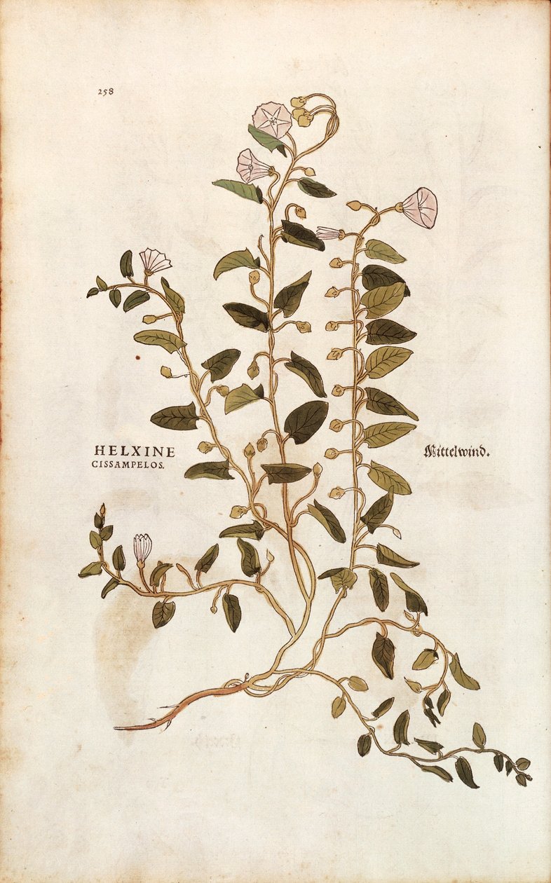 バインドウィード（Convolvulus arvensis）（Helxine cissampelos）：Leonhart Fuchsによる「De historia stirpium commentarii insignes（植物の歴史に関する注目すべき論評）」のカラーエングレーヴィング。 作： レオンハルト・フックス