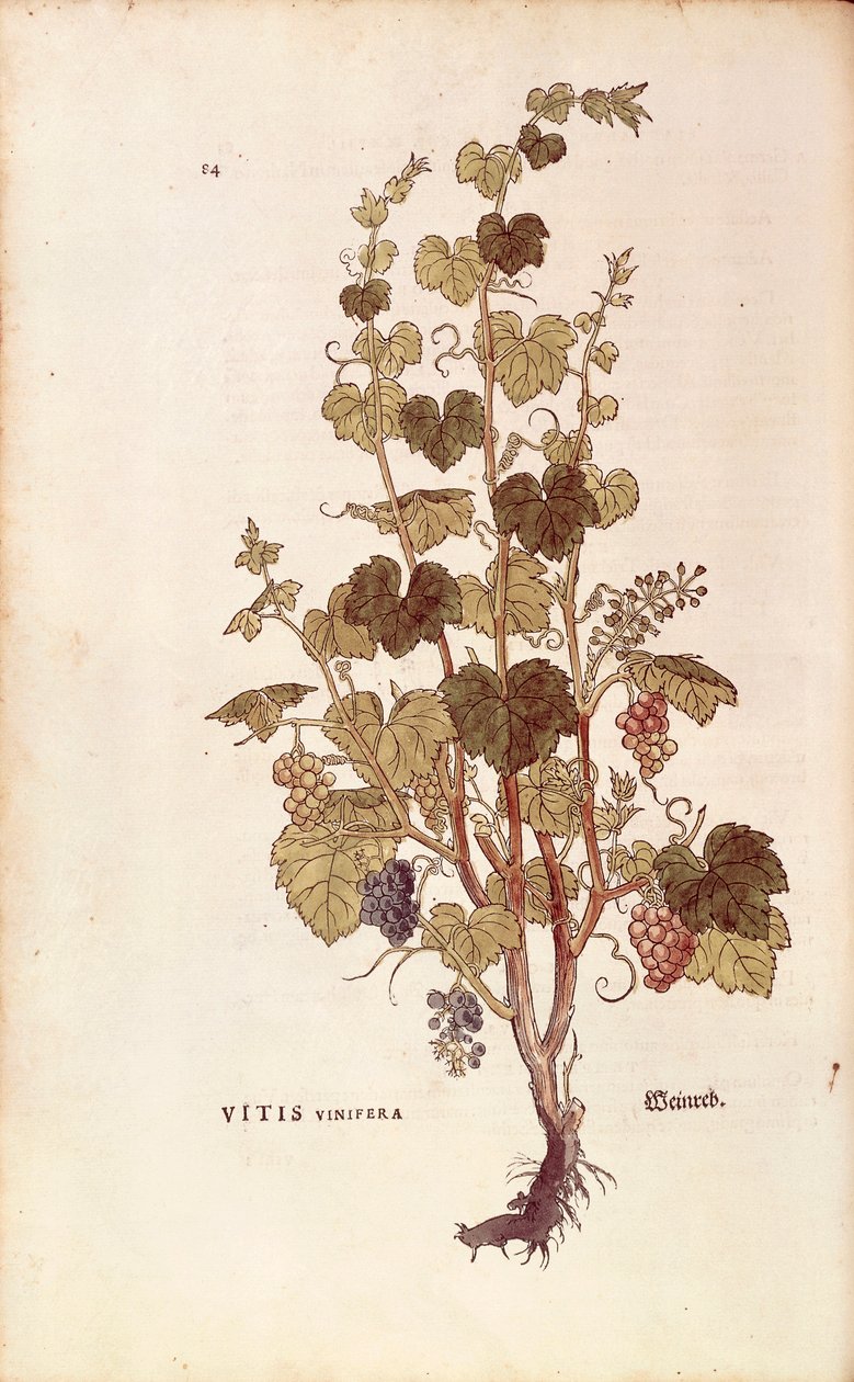 ブドウの木（Vitis vinifera）、Leonhart Fuchs著、『De historia stirpium commentarii insignes（植物の歴史に関する注目すべき解説）』より、彩色済みの彫刻。 作： レオンハルト・フックス