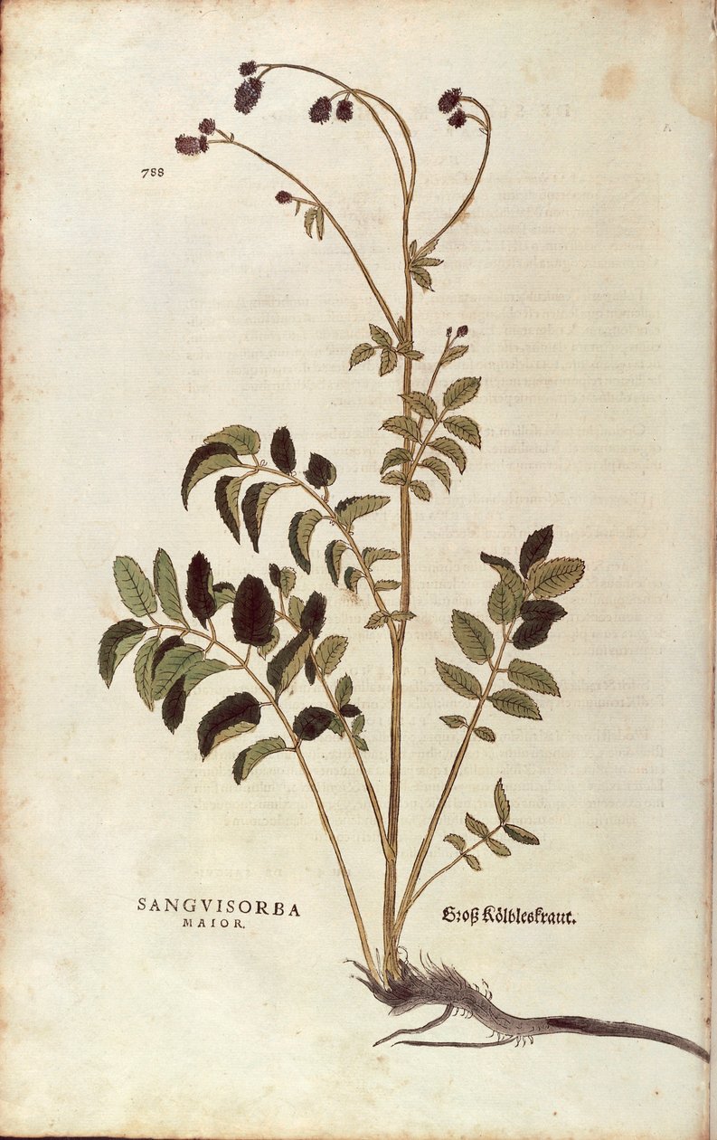 Leonhart Fuchsによる「De historia stirpium commentarii insignes (Notable Commentaries on the History of Plants)」のカラーエングレーヴィングによる「オオバタン」（Sanguisorba officinalis 作： レオンハルト・フックス