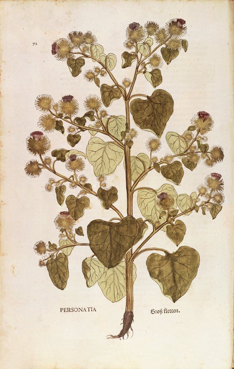 Leonhart Fuchsによる「Greater Burdock - Arctium lappa (Personatia)」（「De historia stirpium commentarii insignes (Notable Commentaries on the History of Plants)」より）、カラーエングレーヴィング。 作： レオンハルト・フックス