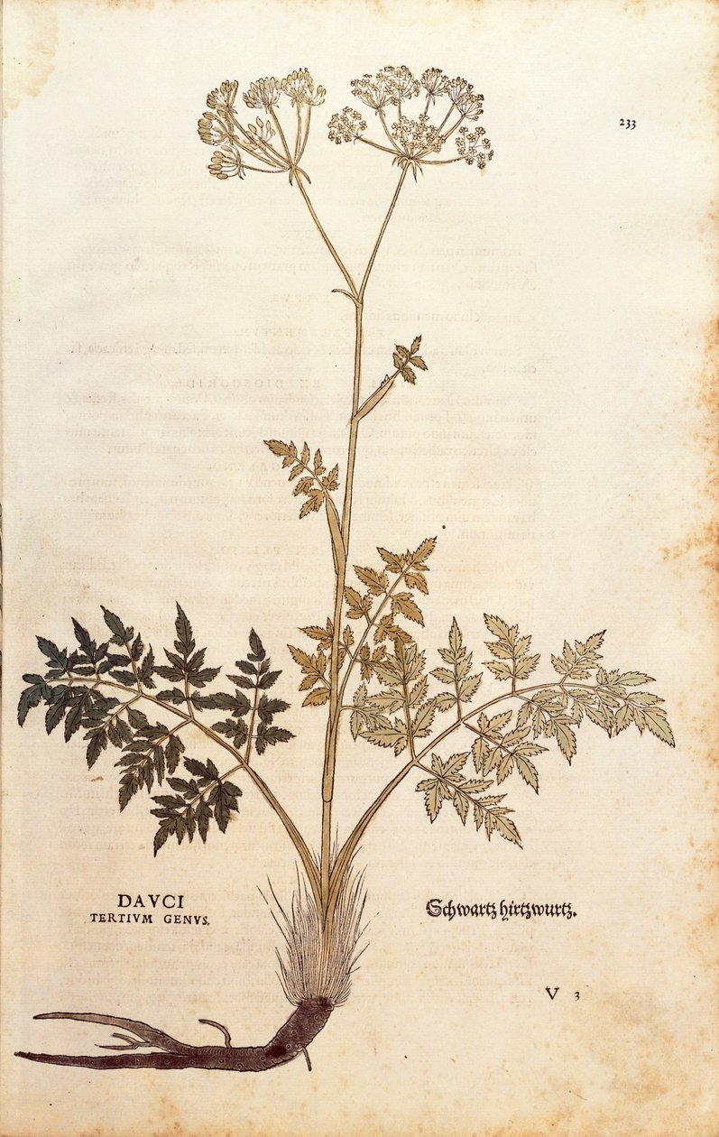 ホッグフェンネル - Peucedanum cervaria（Dauci tertium属）Leonhart Fuchsによる「De historia stirpium commentarii insignes（植物の歴史に関する注目すべき論評）」のカラーエングレービング 作： レオンハルト・フックス