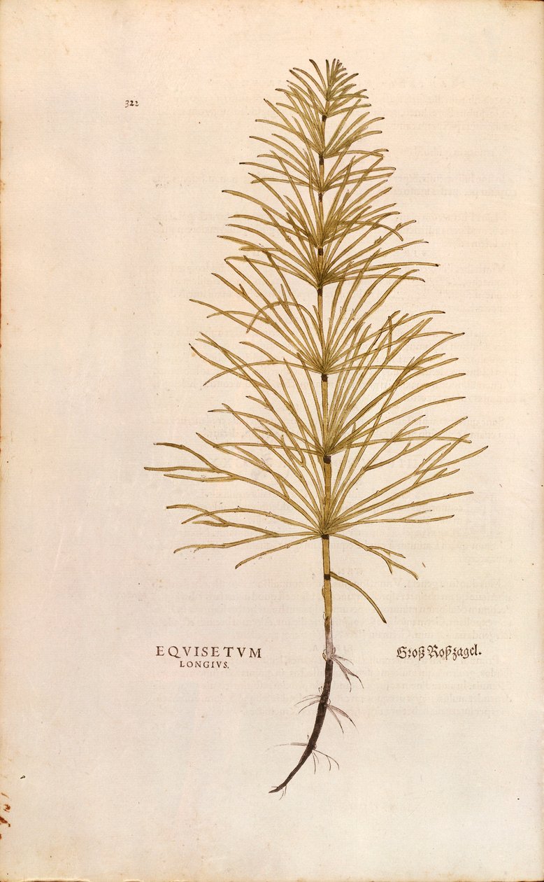 Horsetail - Equisetum arvense (Equisetum longius) by Leonhart Fuchs 「De historia stirpium commentarii insignes (Notable Commentaries on the History of Plants)」より、彩色済みの彫刻。 作： レオンハルト・フックス
