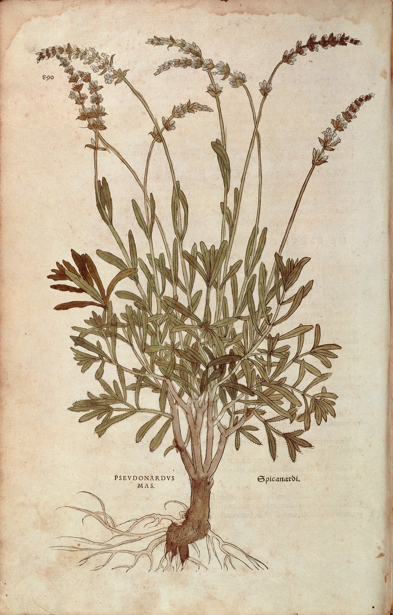 ラベンダー - 「Lavandula spica（Pseudonardus mas）」Leonhart Fuchs著、「De historia stirpium commentarii insignes（植物の歴史に関する注目すべき解説書）」より、カラーのエングレーヴィング。 作： レオンハルト・フックス