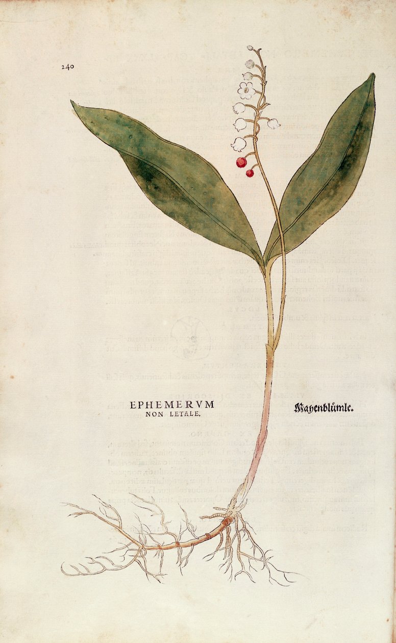 渓谷の百合 - Convallaria majalis (Ephemerum non letale) by Leonhart Fuchs, De historia stirpium commentarii insignes (Notable Commentaries on the History of Plants), カラー・エングレーヴィングより 作： レオンハルト・フックス