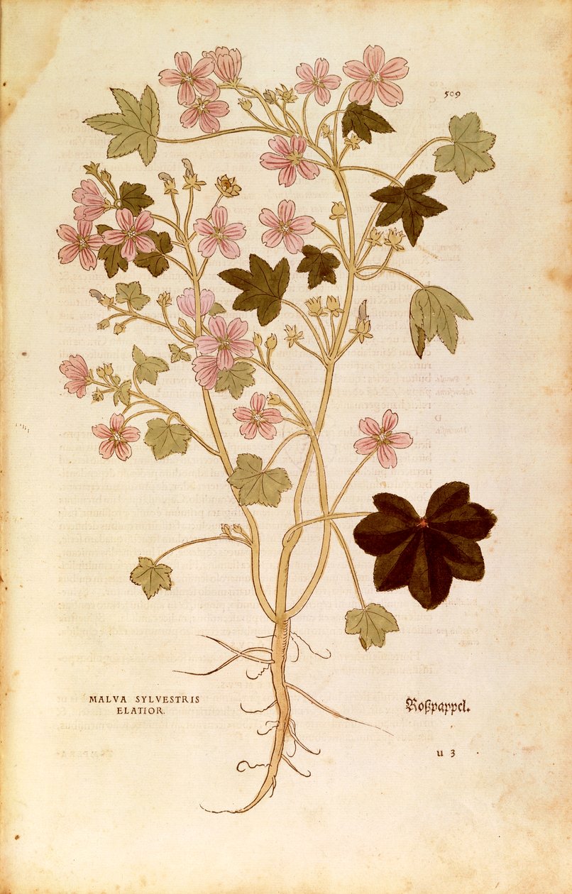 マロー（Malva sylvestris elatior）、Leonhart Fuchs著、『De historia stirpium commentarii insignes（植物の歴史に関する注目すべき解説）』より、カラーのエングレーヴィング。 作： レオンハルト・フックス