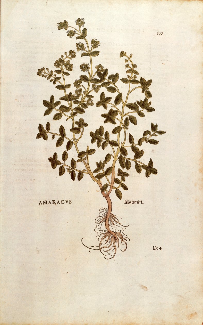 Marjoram - Origanum majorana (Amaracus) Leonhart Fuchs著 「De historia stirpium commentarii insignes (Notable Commentaries on the History of Plants)」のカラーエングレーヴィング。 作： レオンハルト・フックス