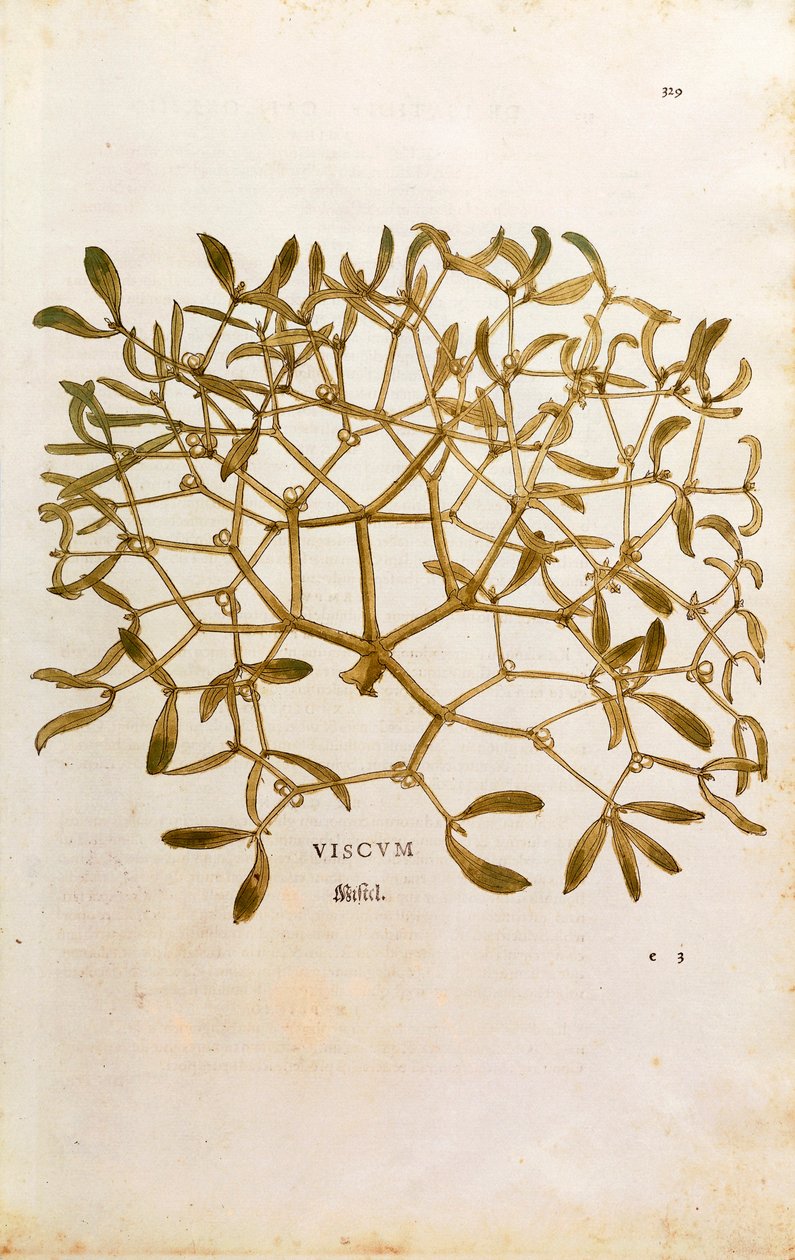 ヤドリギ（Viscum album） by Leonhart Fuchs 「De historia stirpium commentarii insignes（植物の歴史についての注目すべき解説）」のカラーエングレーヴィング。 作： レオンハルト・フックス