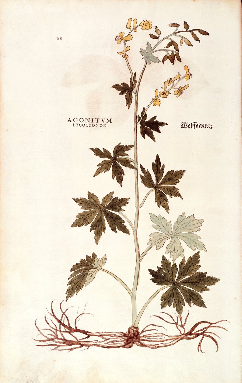 Leonhart FuchsによるNorthern Wolfsbane (Aconitum lycoctonum) De historia stirpium commentarii insignes (Notable Commentaries on the History of Plants)より、彩色された彫刻版。 作： レオンハルト・フックス