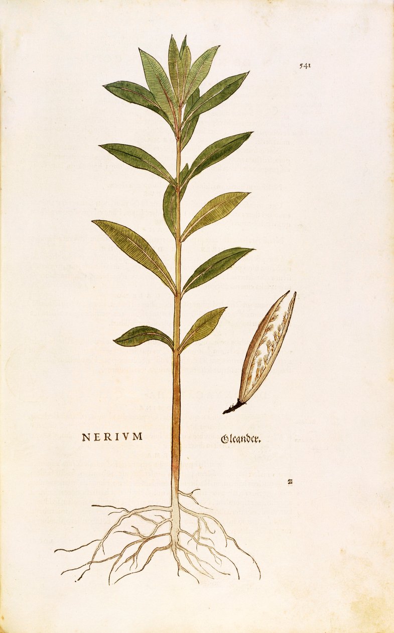 Leonhart Fuchsによるキョウチクトウ（Nerium oleander）、「De historia stirpium commentarii insignes（植物の歴史に関する注目すべき解説）」より、カラーのエングレービング 作： レオンハルト・フックス
