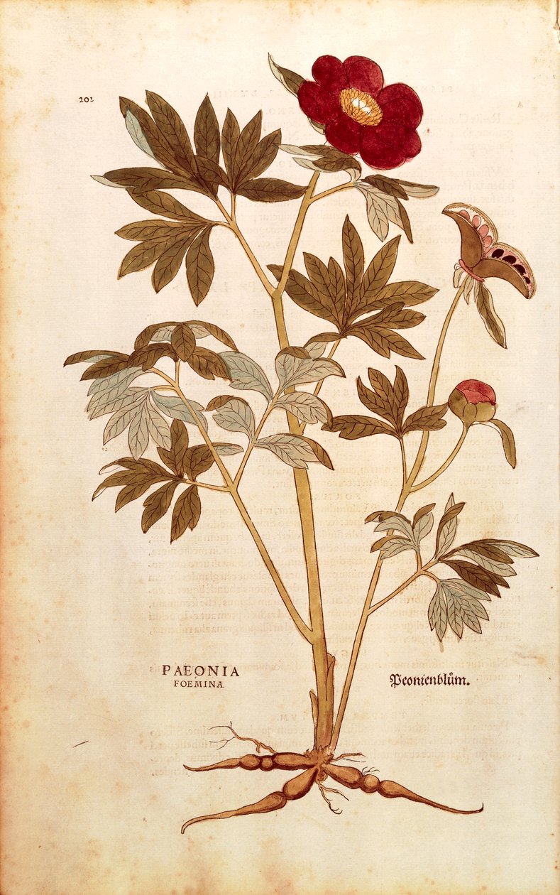 シャクヤク - Paeonia officinalis (Paeonia foemina) レオンハルト・フックス著 「De historia stirpium commentarii insignes (Notable Commentaries on the History of Plants)」より、彩色済みエングレーヴィング。 作： レオンハルト・フックス