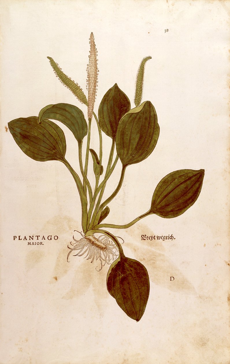 レオンハート・フックスによるオオバコ（Plantago major）（「植物の歴史に関する注目すべき解説」より）カラーの彫刻版 作： レオンハルト・フックス
