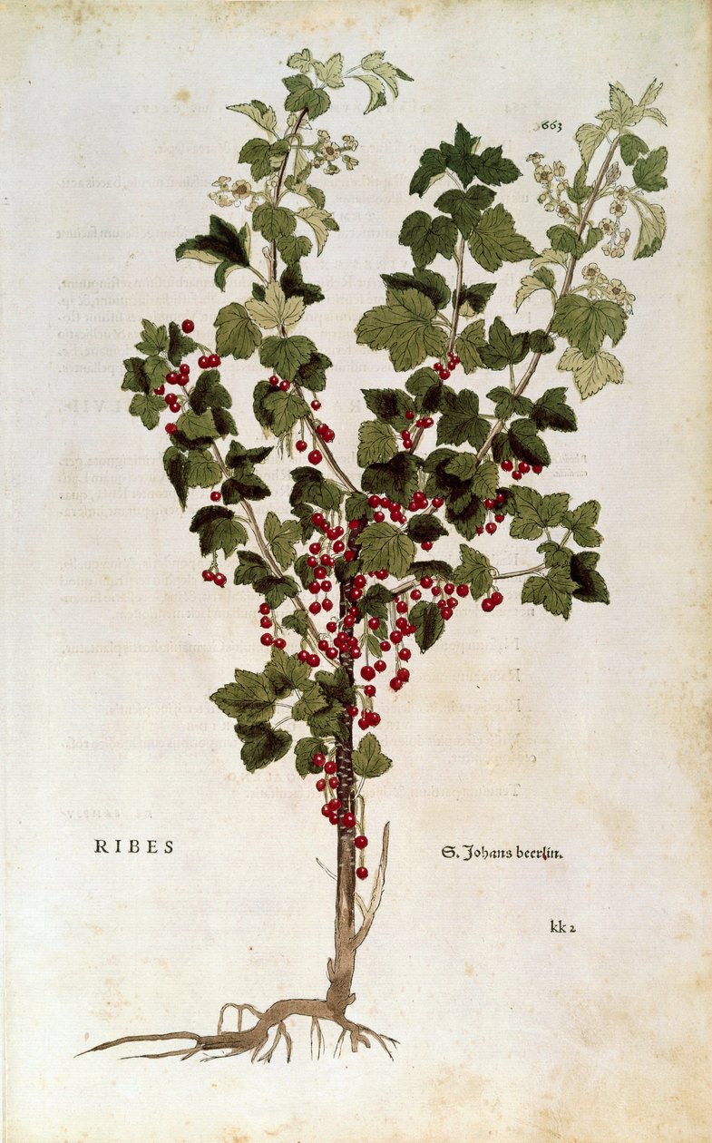 赤スグリ（Ribes rubrum） by レオンハルト・フックス（De historia stirpium commentarii insignesより 作： レオンハルト・フックス