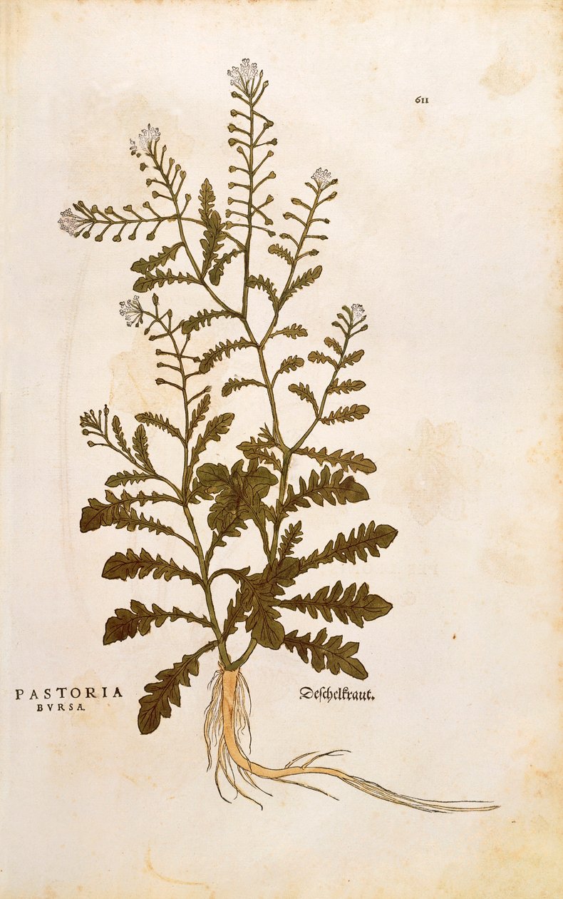 レオンハルト・フックスによる「Capsella bursa-pastoris（Pastoria bursa）」（「De historia stirpium commentarii insignes（植物の歴史に関する注目すべき解説書）」より） カラーのエングレービング 作： レオンハルト・フックス