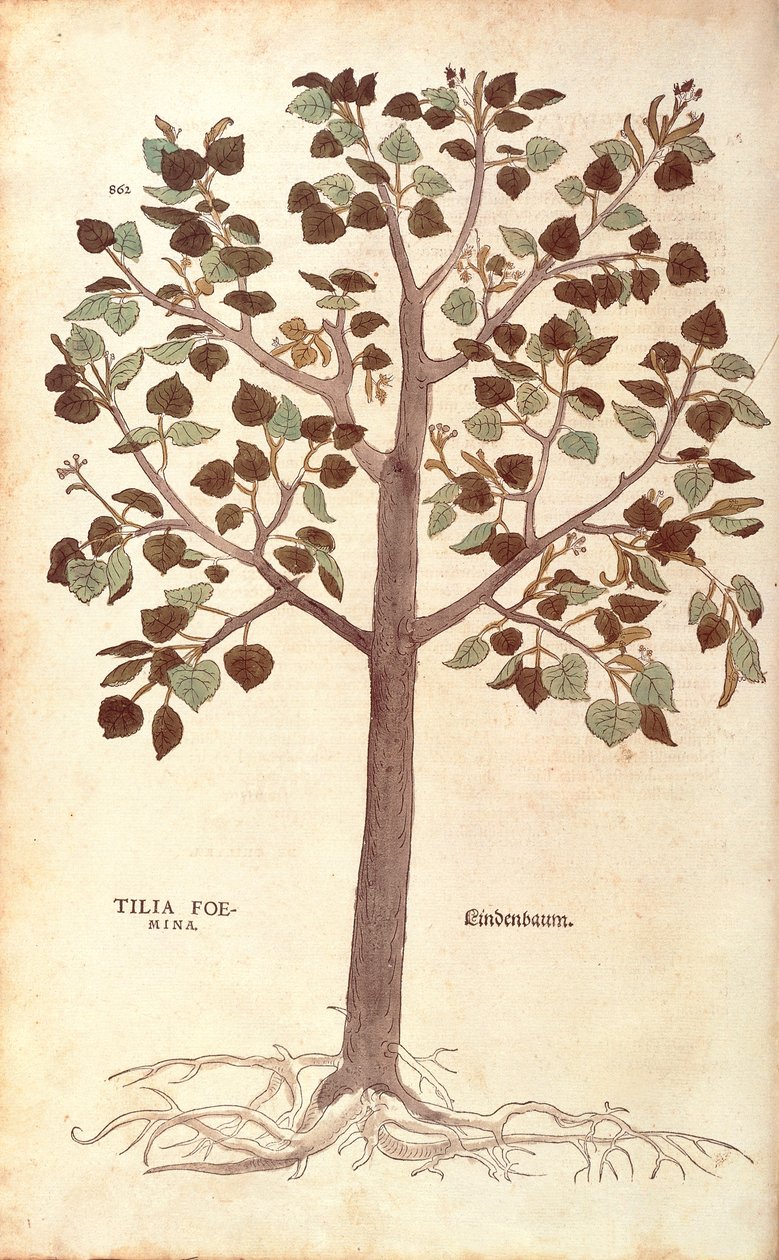 小葉のライム - Tilia cordata (Tilia foemina) レオンハルト・フックスによる「植物の歴史に関する注目すべき解説（De historia stirpium commentarii insignes）」のカラーエングレービング版 作： レオンハルト・フックス