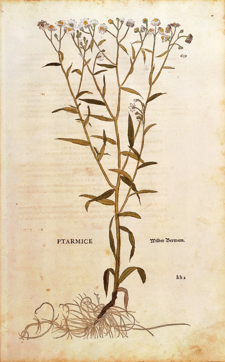 Sneezewort - Achillea ptarmica (Ptarmice) by Leonhart Fuchs from De historia stirpium commentarii insignes (Notable Commentaries on the History of Plants) カラーエングレーヴィング 作： レオンハルト・フックス