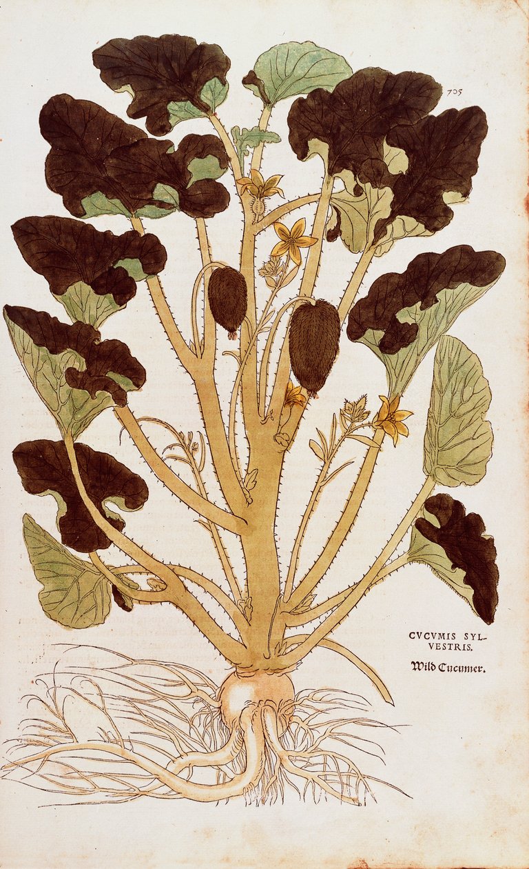 潮吹きキュウリ - Ecballium elaterium (Cucumis sylvestris) by Leonhart Fuchs from De historia stirpium commentarii insignes (Notable Commentaries on the History of Plants) coloured engraving 作： レオンハルト・フックス
