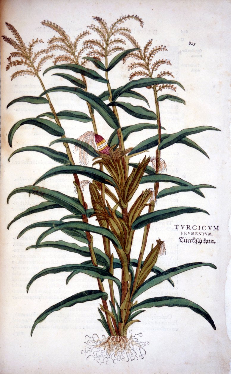 トウモロコシ - Leonhart Fuchsの "De Historia Stirpium commentarii insignia "より 作： レオンハルト・フックス