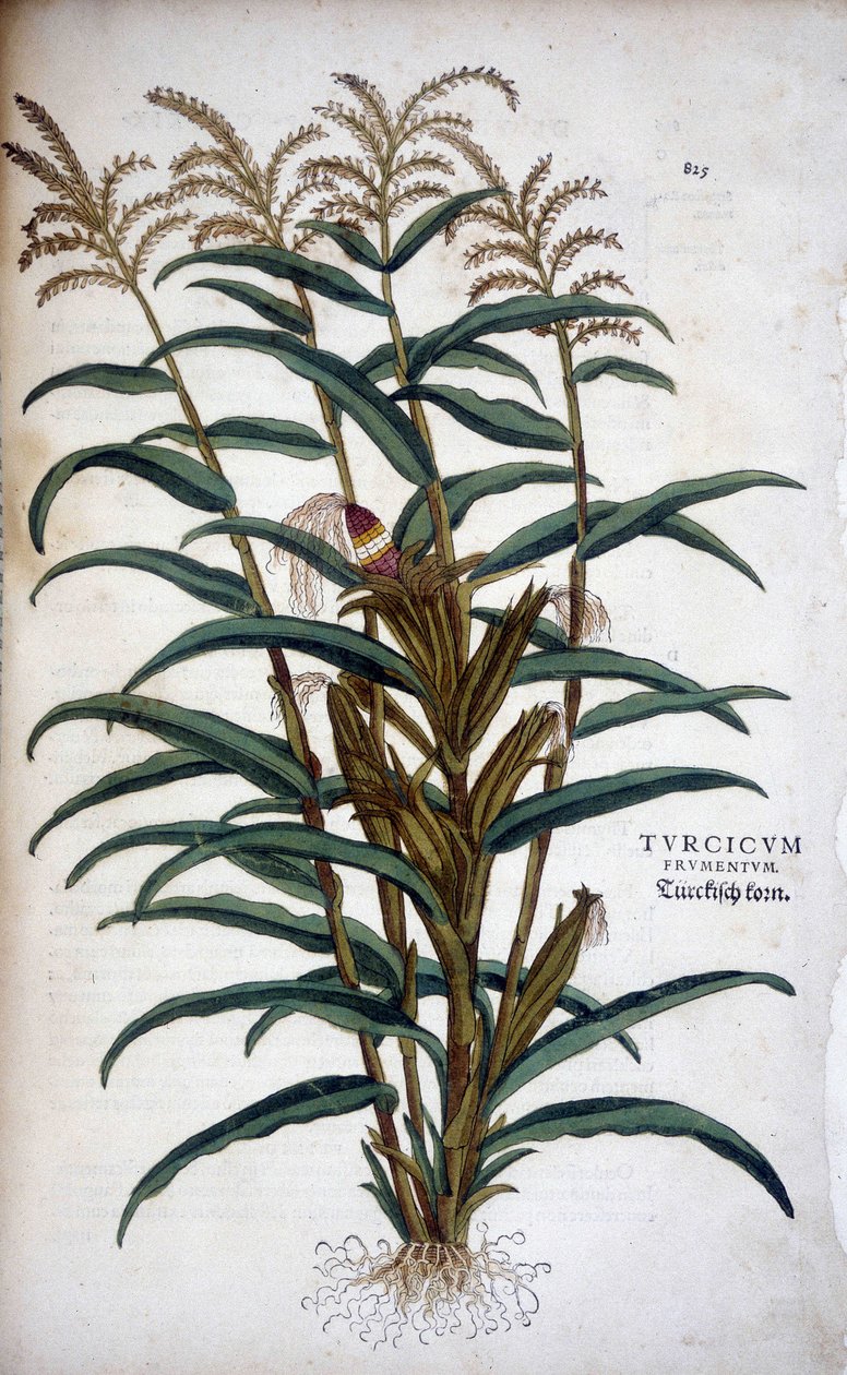 Turcicum Frumentum (Mis) - Leonhart Fuchsの "De Historia Stirpium commentarii insignes "にて。 作： レオンハルト・フックス