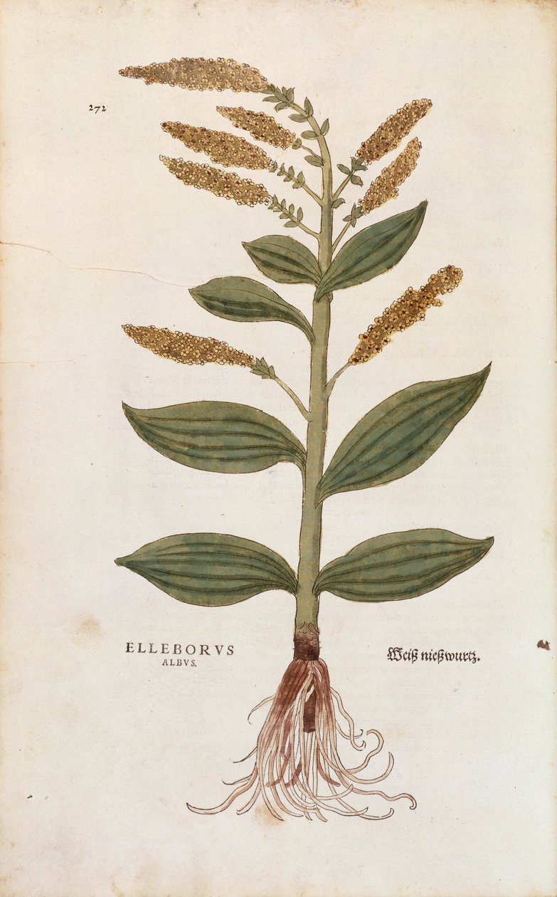 ホワイトヘレボア - Veratrum album (Eleborus albus) by Leonhart Fuchs, De historia stirpium commentarii insignes (Notable Commentaries on the History of Plants), カラー・エングレーヴィング 作： レオンハルト・フックス