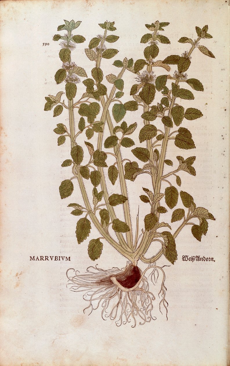 ホワイトホアハウンド（Marrubium vulgare）、Leonhart Fuchs著 「De historia stirpium commentarii insignes（植物の歴史に関する注目すべき解説）」より カラーのエングレービング 作： レオンハルト・フックス