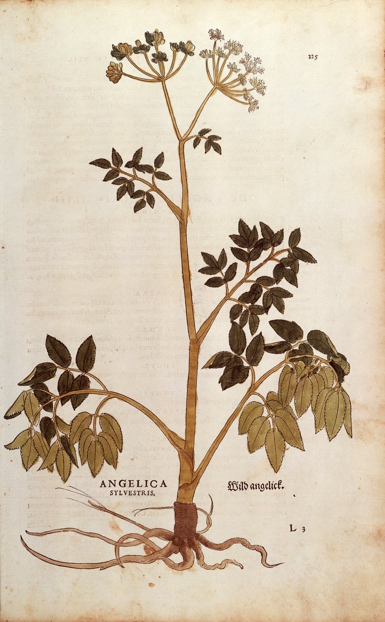 野生のアンジェリカ（Angelica sylvestris）、Leonhart Fuchs著 「De historia stirpium commentarii insignes（植物の歴史に関する注目すべき解説）」より カラーの彫刻作品 作： レオンハルト・フックス