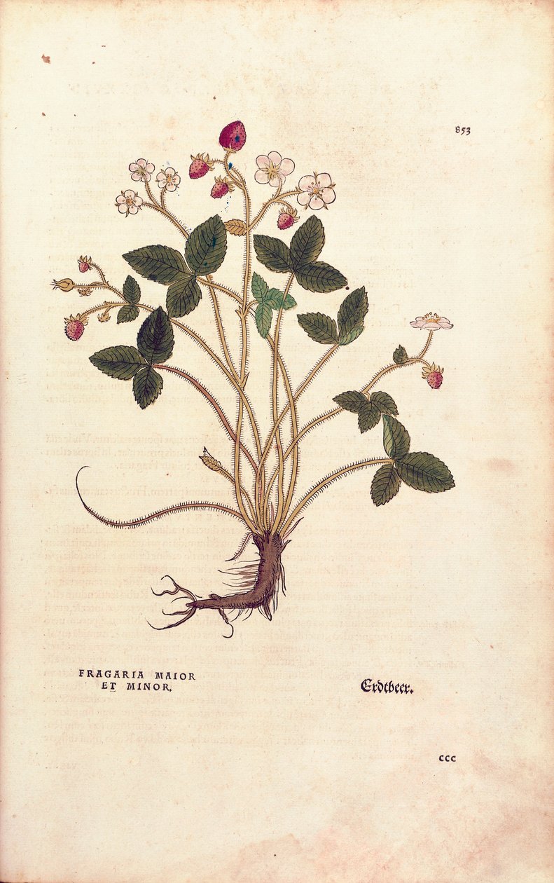 木いちご - Fragaria vesca (Fragaria maior et minor) by Leonhart Fuchs, De historia stirpium commentarii insignes (Notable Commentaries on the History of Plants), カラー・エングレーヴィング。 作： レオンハルト・フックス