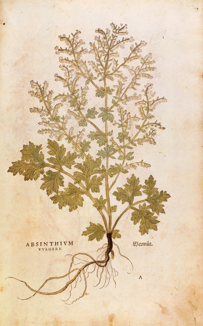 ヨモギ - Artemisia absinthium (Absinthium vulgare) レオンハルト・フックス著 「De historia stirpium commentarii insignes (Notable Commentaries on the History of Plants)」より、彩色済みエングレーヴィング。 作： レオンハルト・フックス