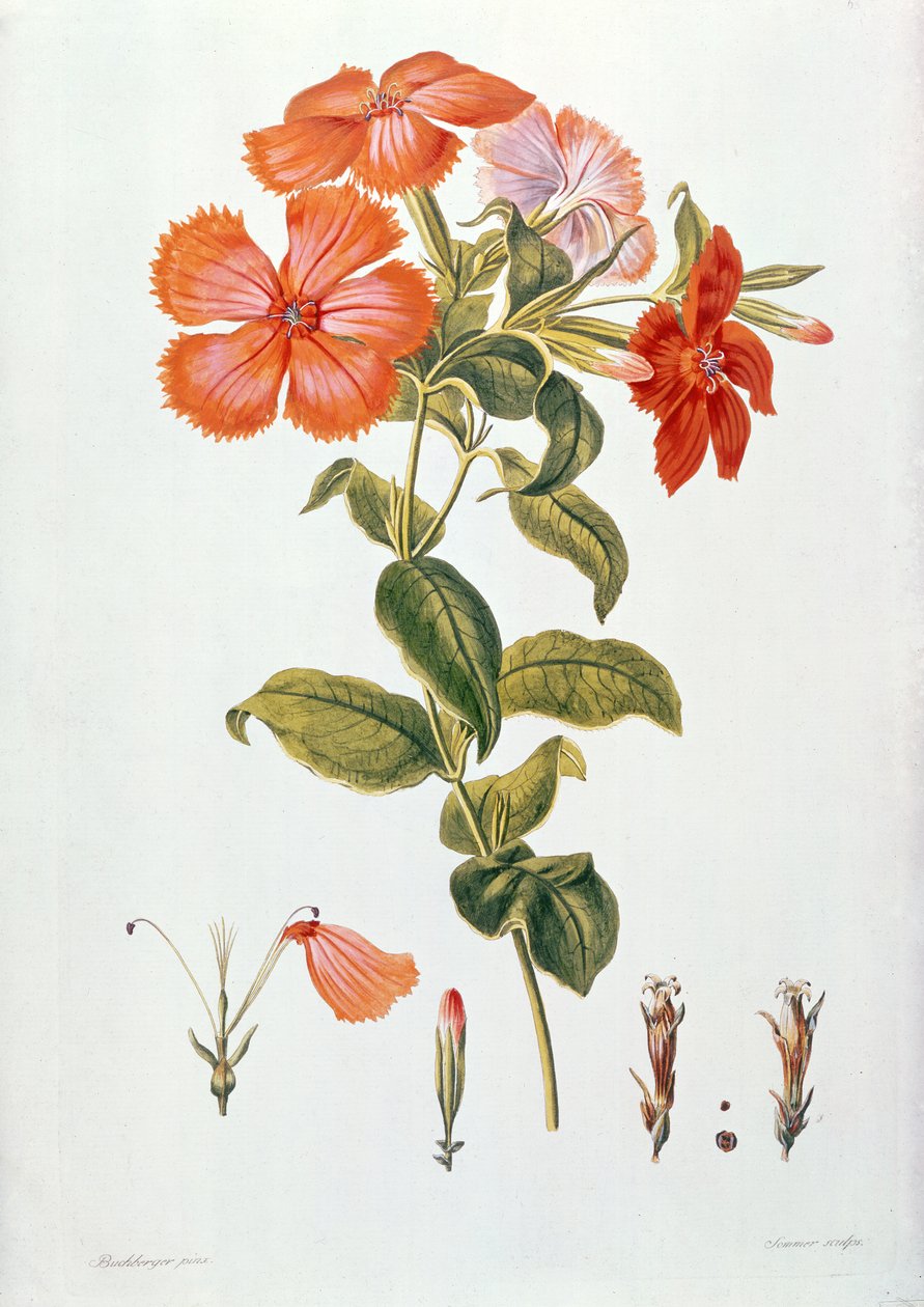 Lychnis coronaria、「シソーラスBotanicus」、1819年 作： レオポルド・トラティニック