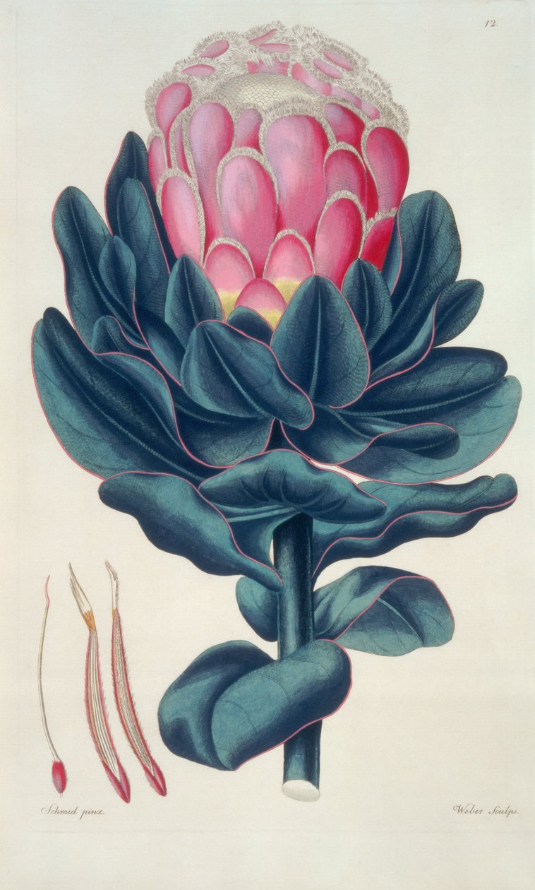 Protea speciosa、Perigonia pistillum (pl.12) from `Thesaurus Botanicus