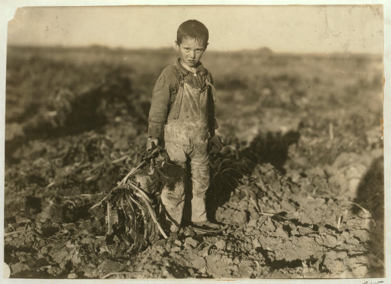 1915年、コロラド州スターリング近くの農場でテンサイを引っ張っている6歳のジョー 作： ルイス・ウィックス・ハイン