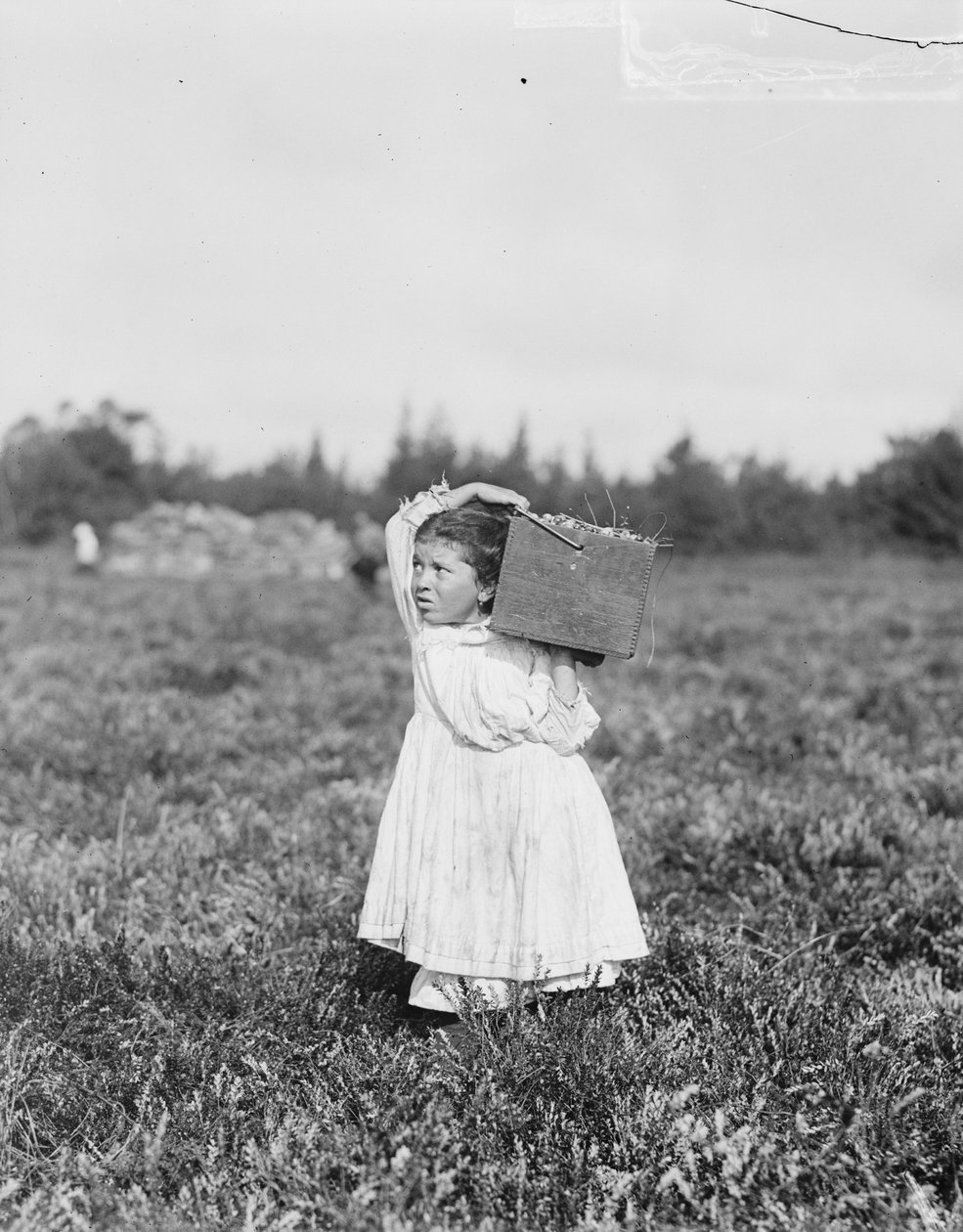 フィラデルフィア出身の8歳のジェニーカミーロ、1910年、ニュージャージー州ペンバートン近くのターキータウンにあるセオドアバッドの沼地でクランベリーを摘み取る 作： ルイス・ウィックス・ハイン