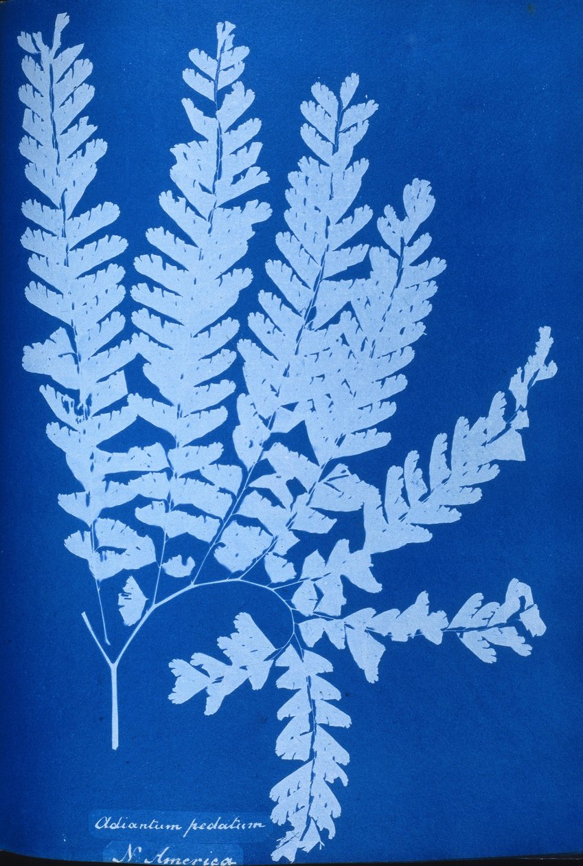北米産シダ植物「Adiantum pedatum」のシアノタイプ 作： 不明不明
