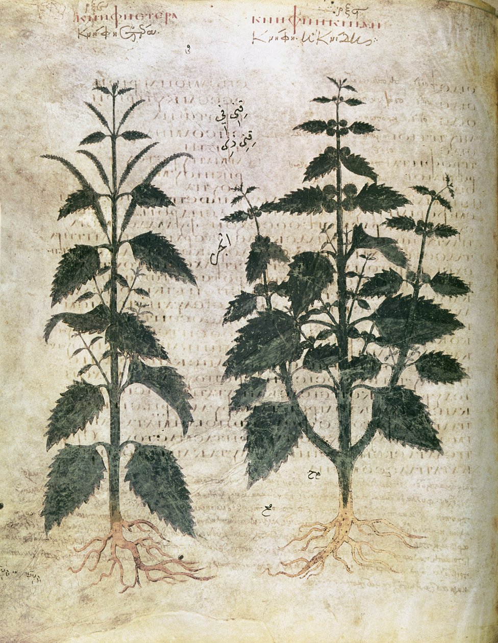 薬草 イラクサ（オルティーズ） 6世紀 作： 不明不明