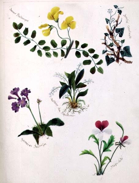 野の花（スケッチブックの1ページに詩をつけたもの） 作： リリ・カートライト